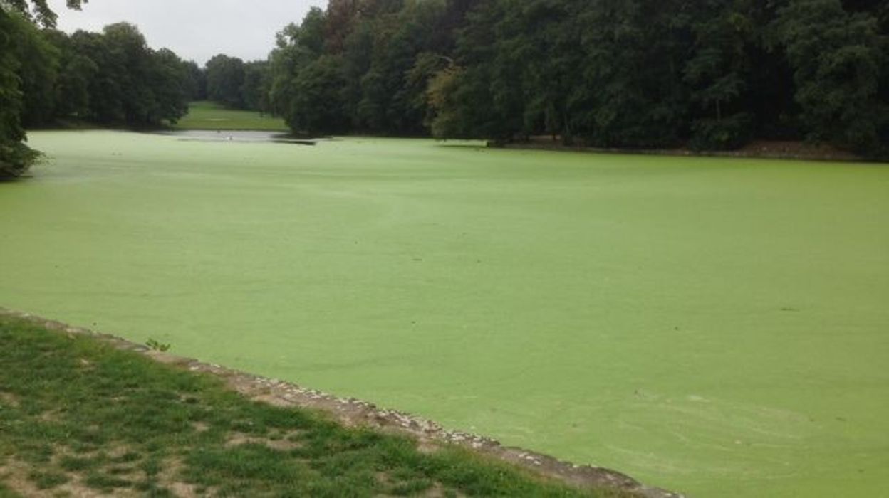 L'étang du Bois de la Cambre tout vert à cause de ...