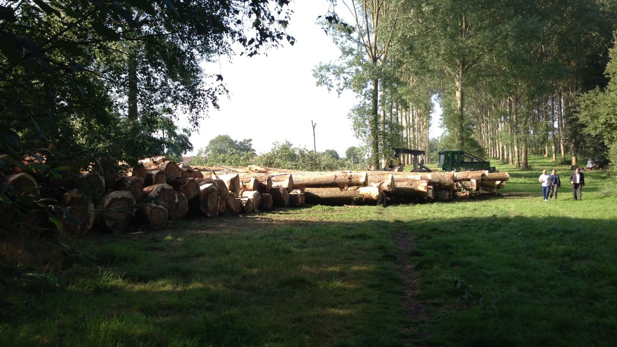 La forêt de peupliers du Val du bois des Béguines en passe d'être abattue