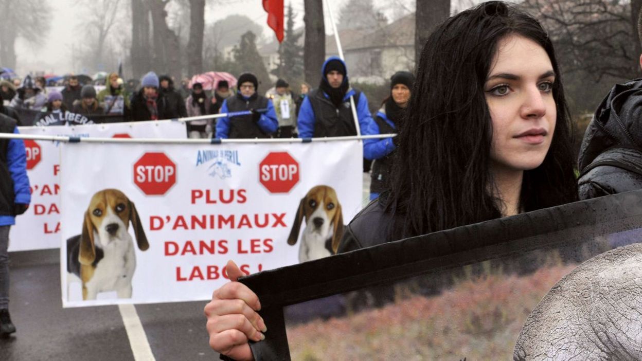 Belgique moins d'animaux dans les laboratoires en 2012