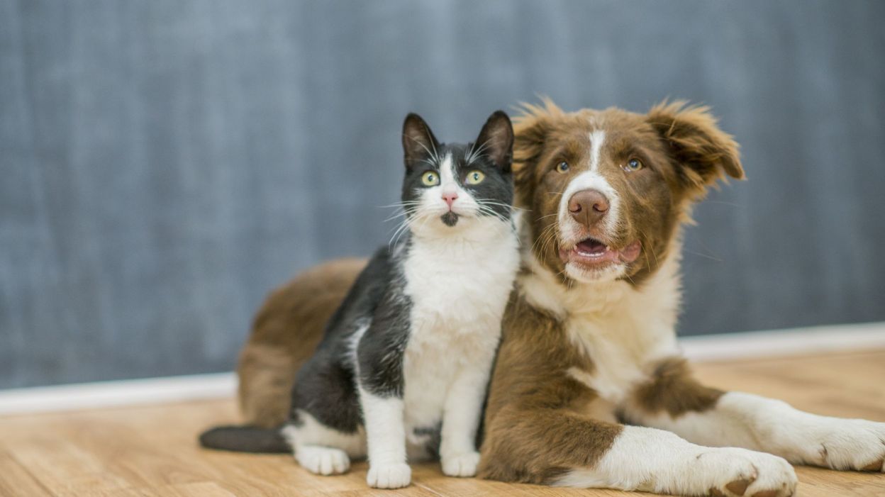 Le Palmar s 2019 Des Noms D animaux De Compagnie