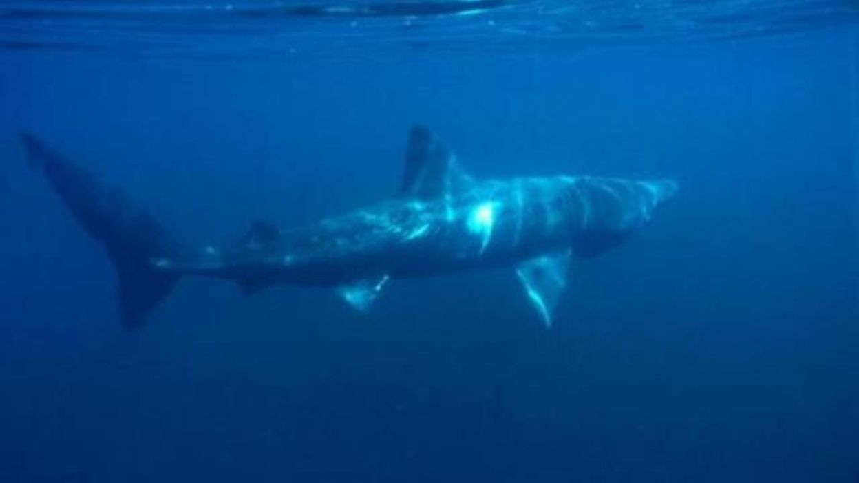 Un Requin Pelerin S Est Approche De La Cote A La Panne