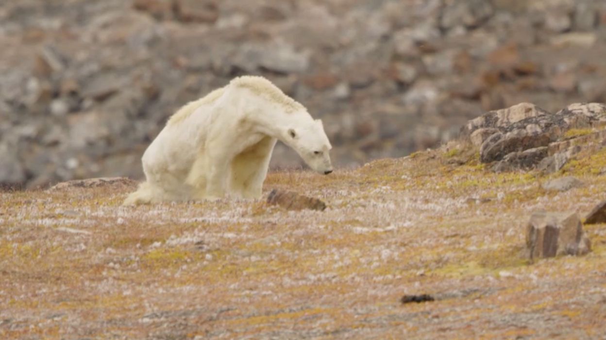 Экологические катастрофы белый медведь
