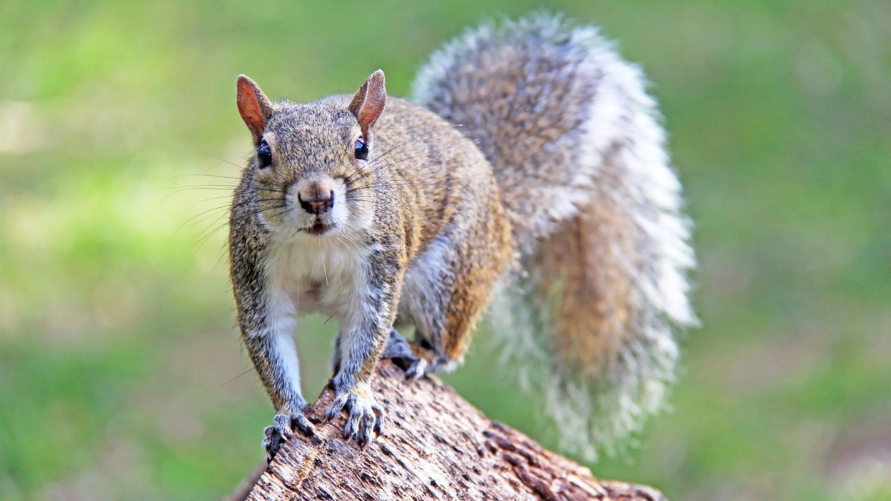 Squirrels are getting aggressive in New York: a recurring phenomenon