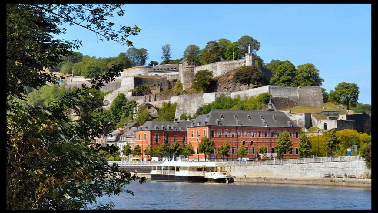 Бегония namur фото