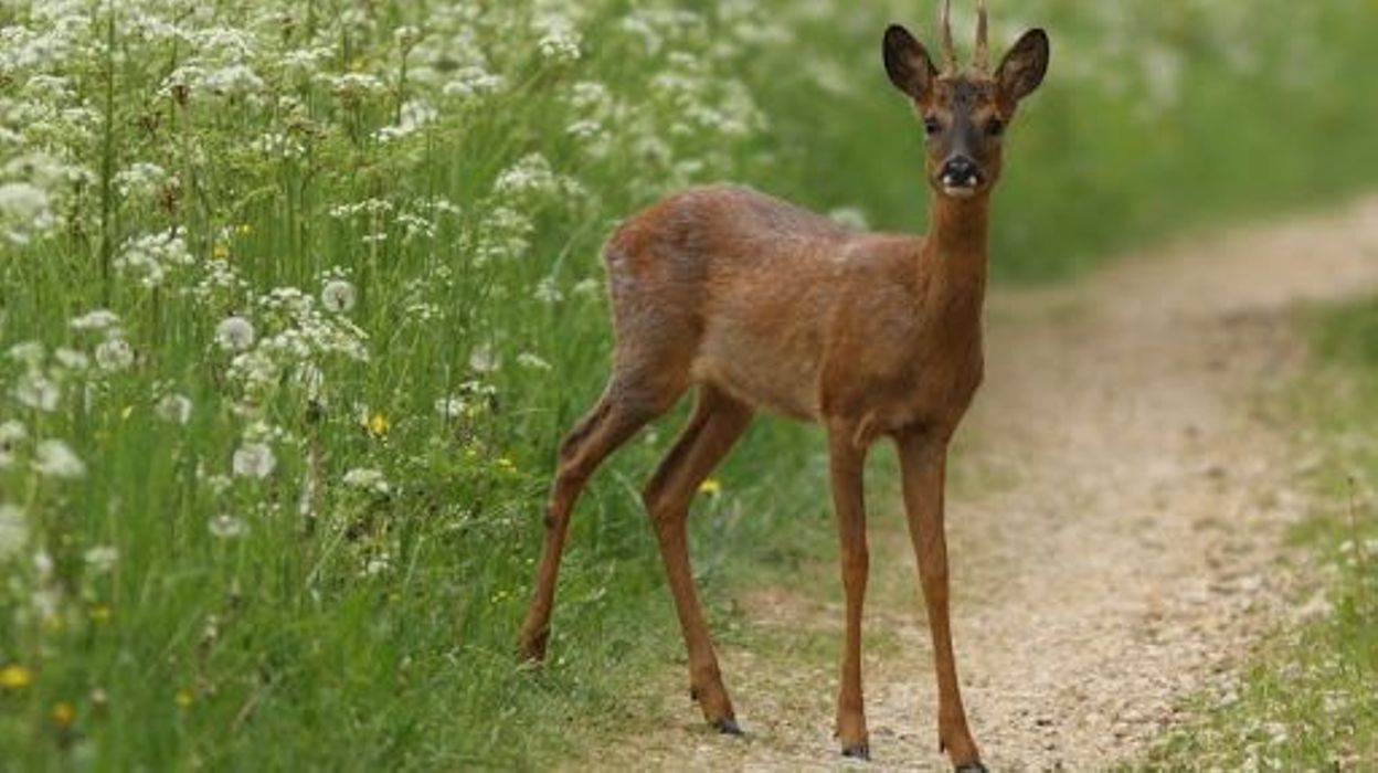 La Nature Racontee La Folle Course Amoureuse Du Chevreuil