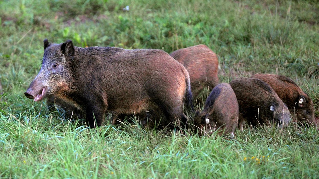 Nalinnes chasse aux sangliers inédite en cette saison