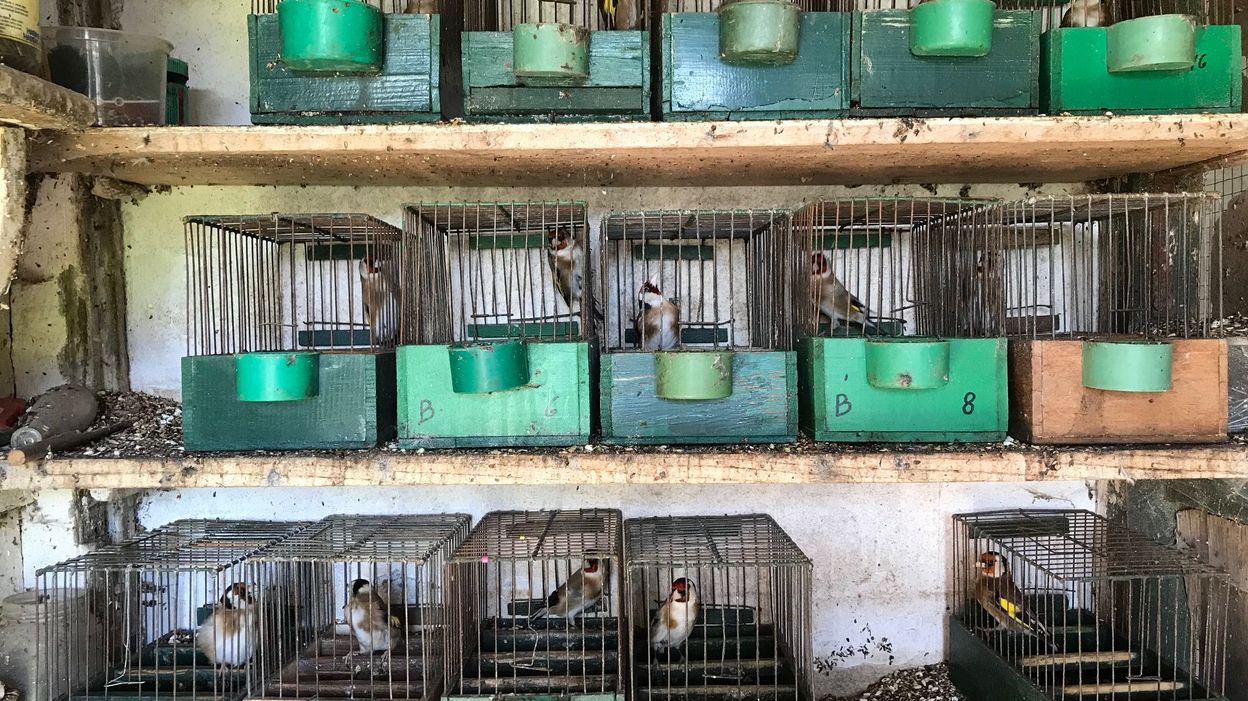 Braconnage Doiseaux Saisie Record En Province De Liège