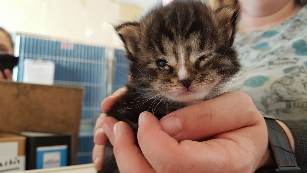 Et Si Vous Deveniez Famille D Accueil Pour Chatons