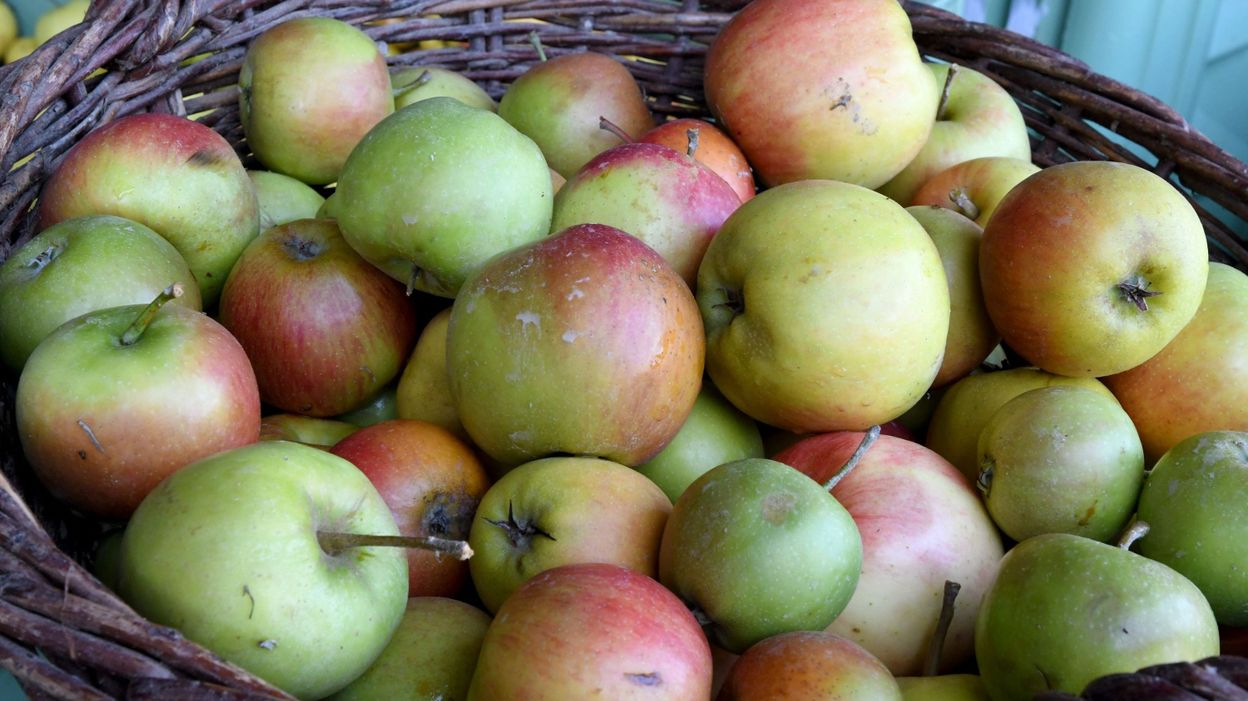 Les variétés anciennes de pommes peuvent