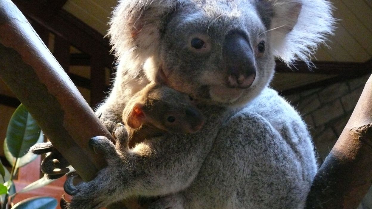 Le Bebe Koala Ne Cet Ete Au Zoo D Anvers Pointe Pour La Premiere Fois Le Bout De Son Nez