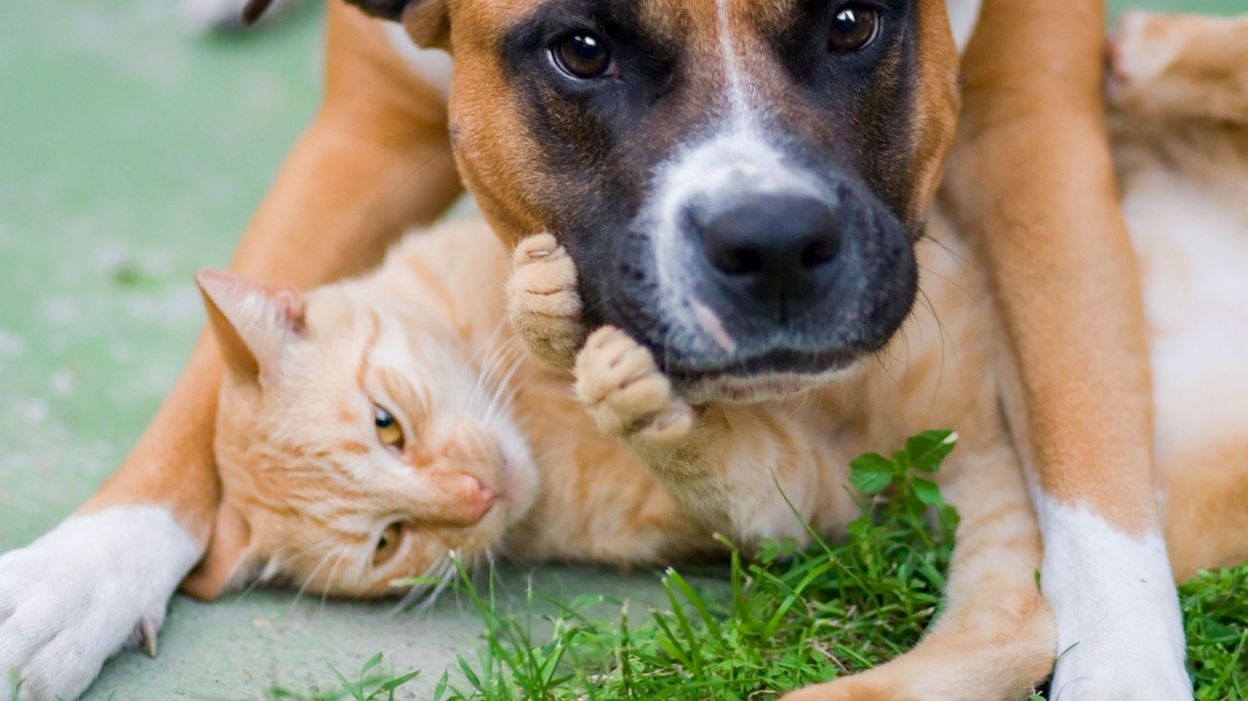 Pourquoi Adopter Un Animal De Compagnie