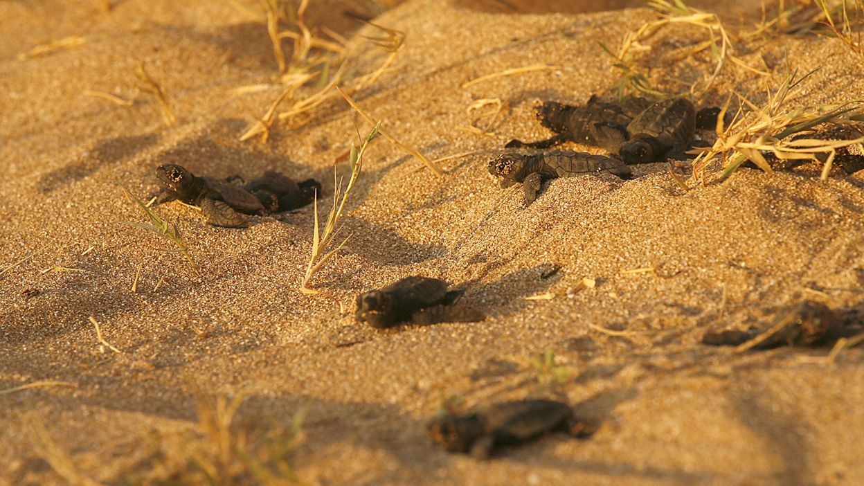Liban: 200 bébés tortues rejoignent la mer, une ONG veut ...