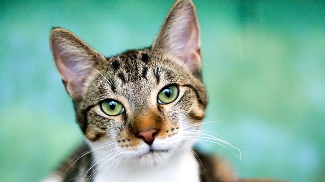 C Est L Histoire D Un Animal Chats De Fonction Chats Officiels Quelques Vies De Chats Tres Particulieres