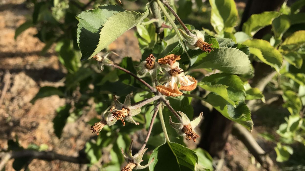 Le Gel Provoque Des Degats Aux Arbres Fruitiers