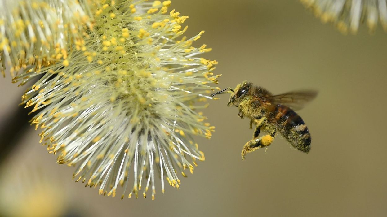 L'importance Des Insectes Pollinisateurs