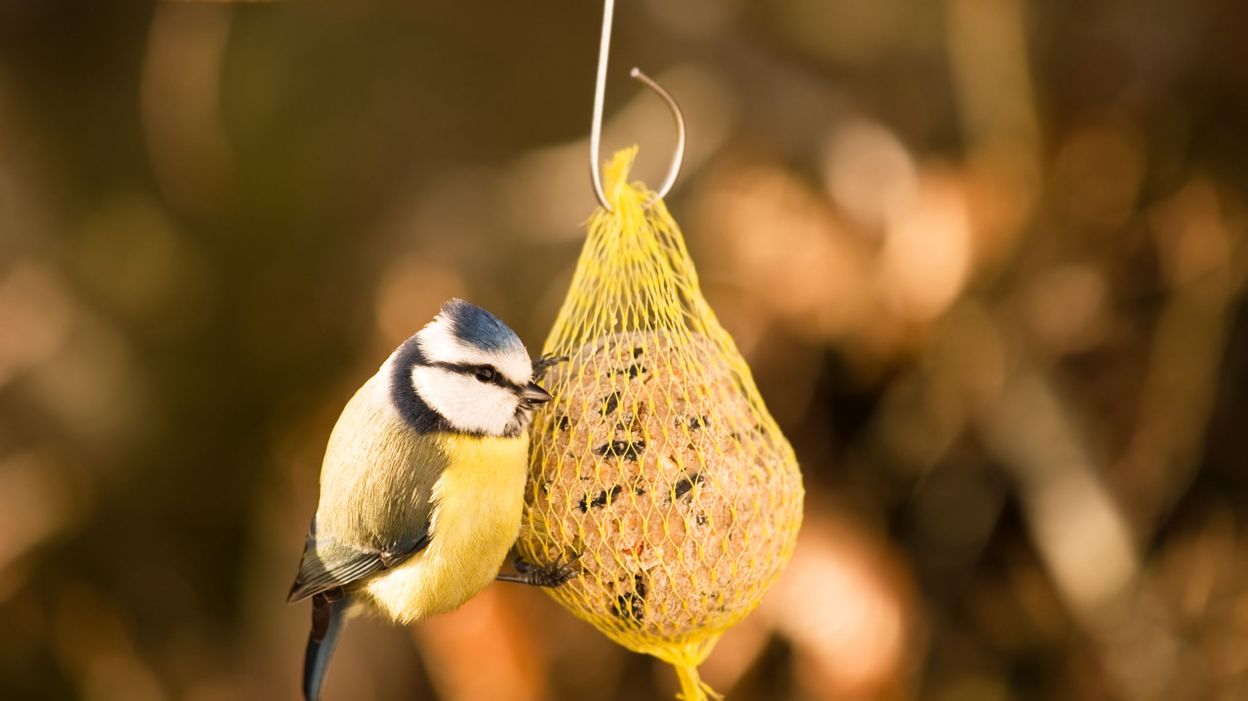 Pieges Mauvaises Graisses Pourquoi Il Vaut Mieux Eviter Les Filets De Nourriture Pour Oiseaux
