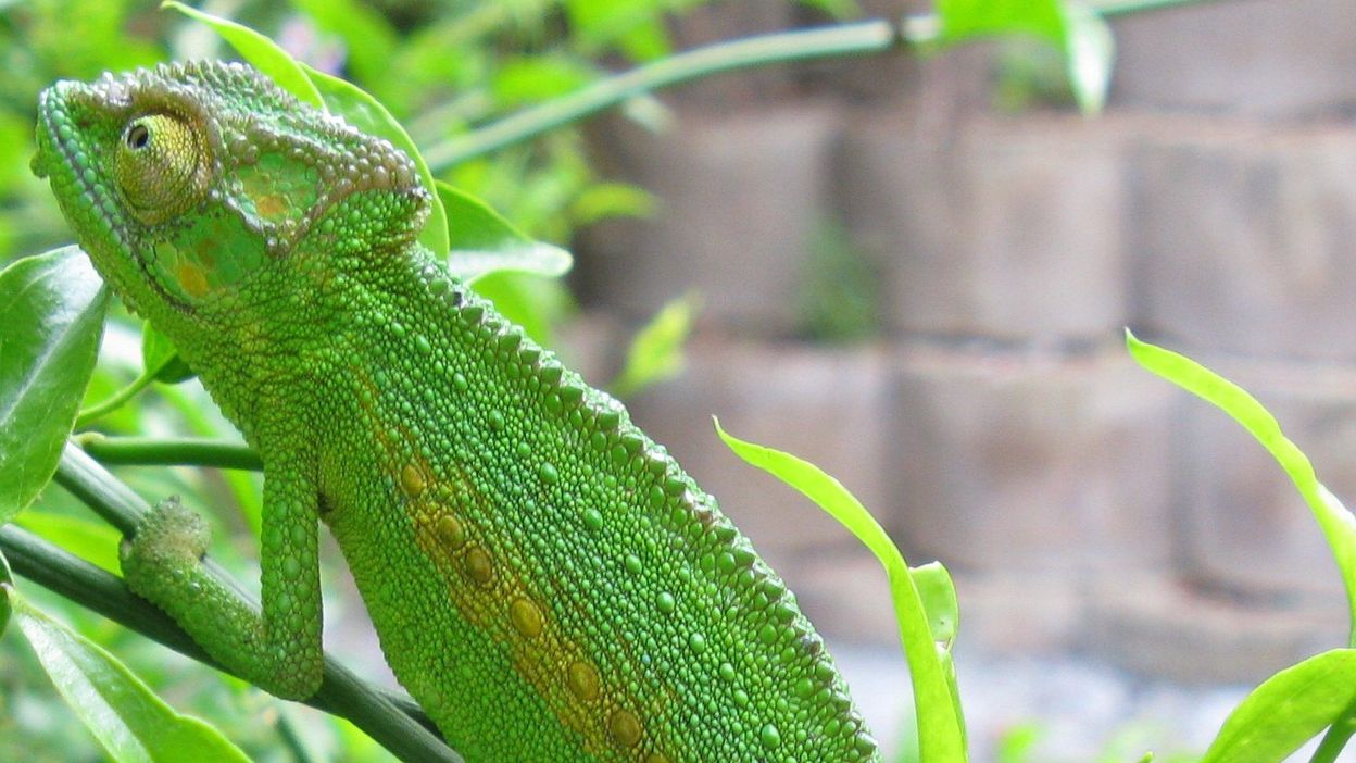 Naissance Et Eclosion D Un Cameleon Dans Son Vivarium