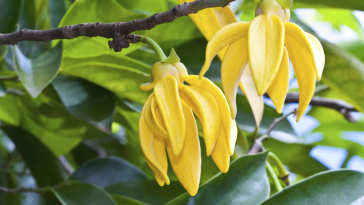 La fleur d'ylang ylang, reine des parfumeurs