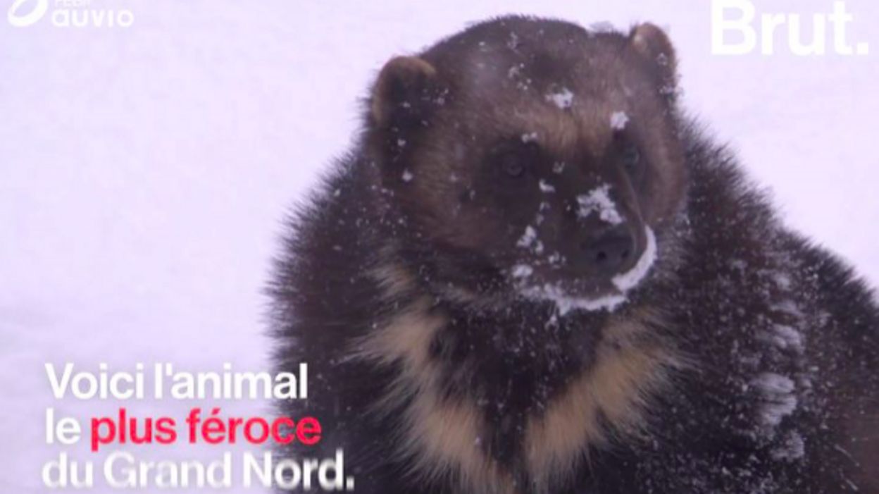 Qu Est Ce Que Le Glouton L Animal Le Plus Feroce Du Grand Nord