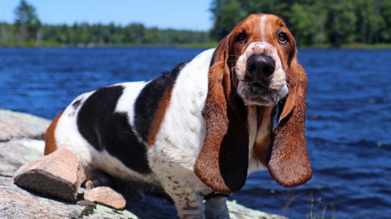 dogs-of-instagram-dean-the-basset