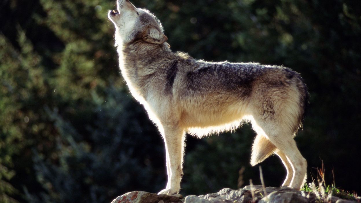 "Protégez vos animaux des loups", avertit une association qui craint un pic d’attaques