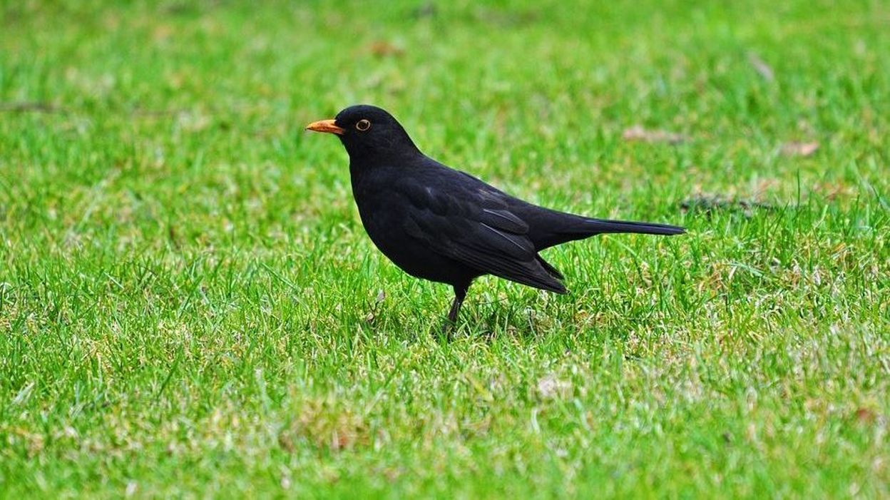 Des Chiffres Inquietants Apres Le Recensement Des Oiseaux De Nos