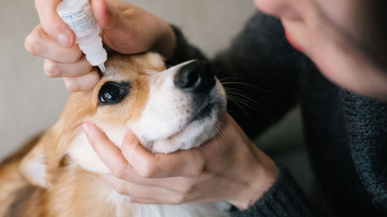 Quels médicaments donner à mon chien ou chat ?