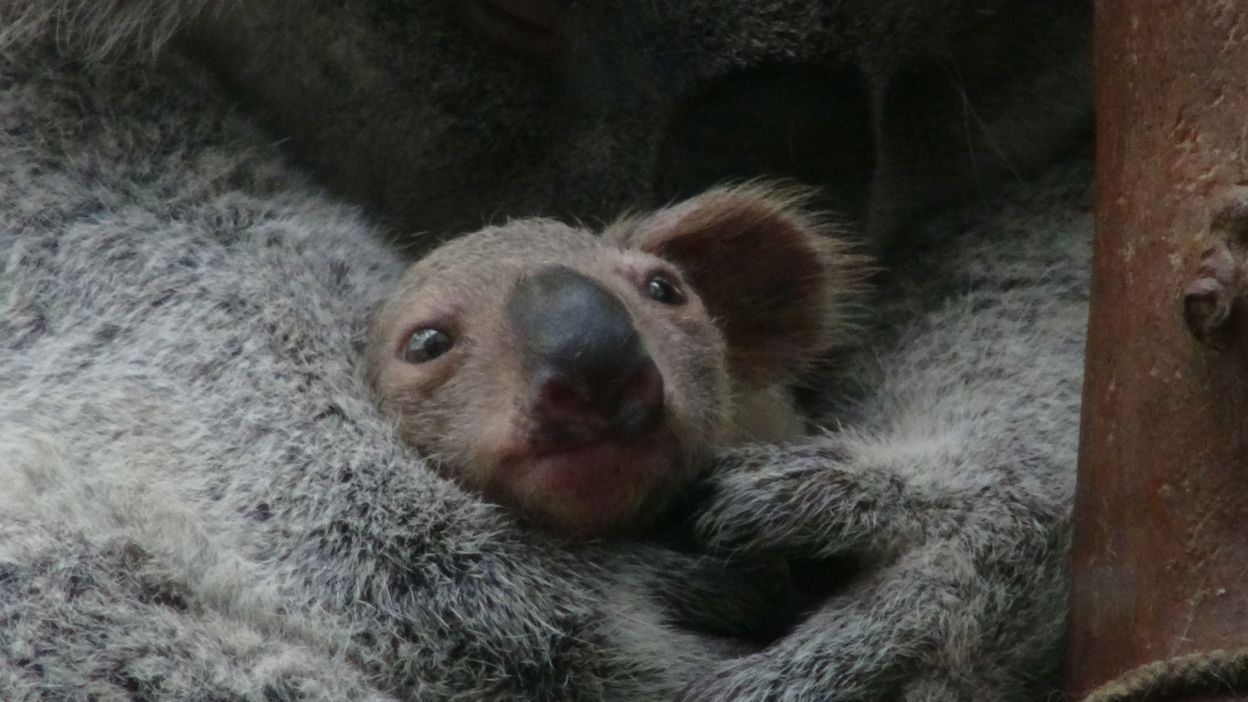 Planckendael Un Bebe Koala Est Sorti De La Poche Marsupiale De Sa Maman