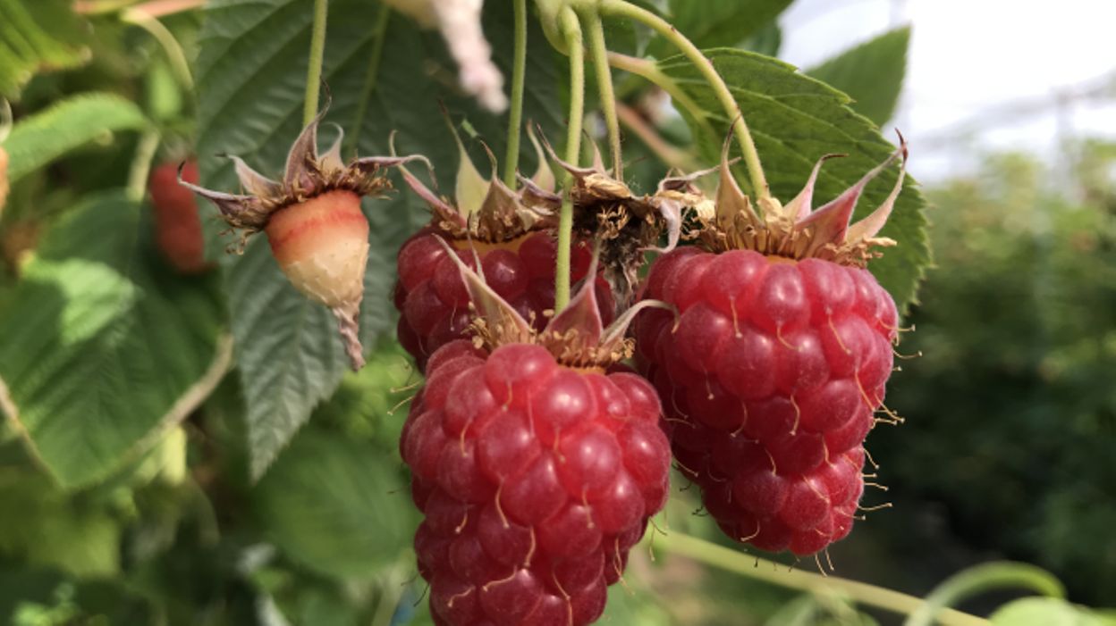 La saison des framboises vient de commencer La saison des framboises vient de commencer