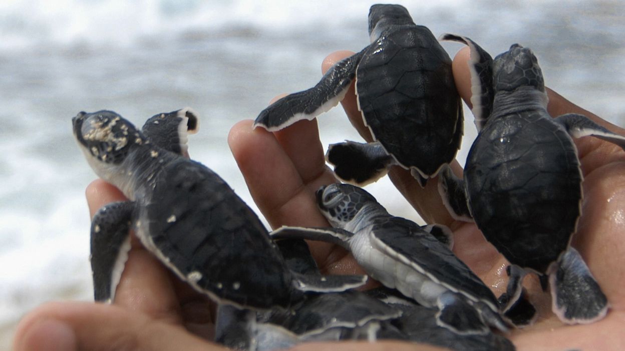 Les Bebes Tortues Pris Au Piege Des Lumieres Artificielles