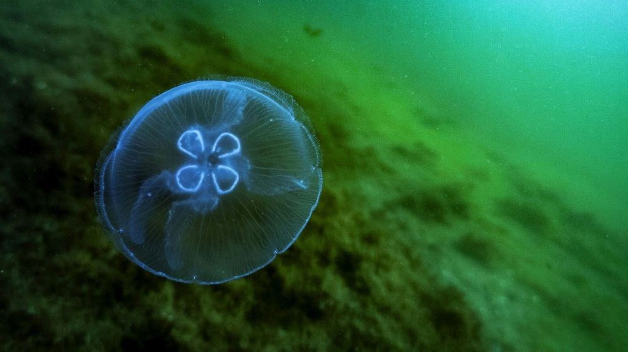 Rechauffement Climatique Les Meduses Gagnantes Du Bouleversement Des Oceans