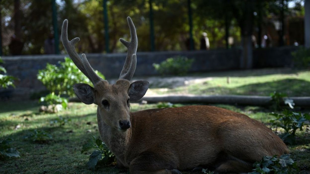 Afghanistan: malgré la guerre, le zoo de Kaboul reste ouvert