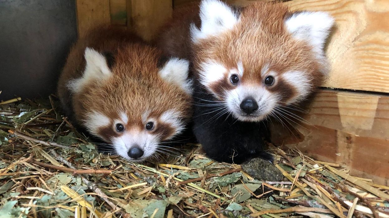Pairi Daiza Bienvenue Aux Adorables Petits Pandas Roux Trop Chou