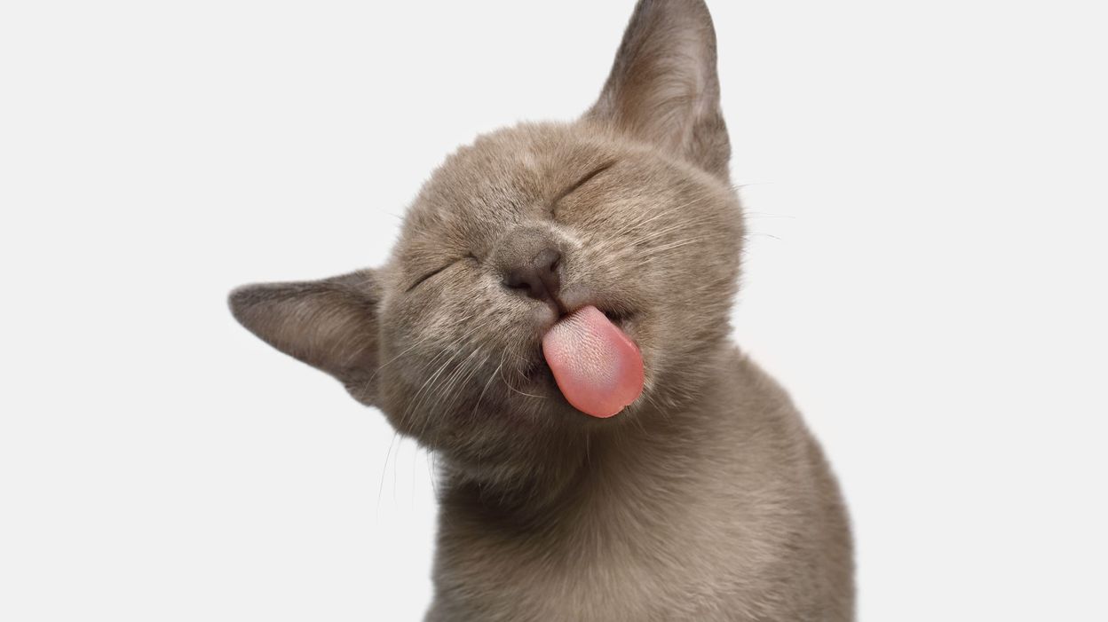 Mais Pourquoi Les Chats Ont Ils Une Langue Rapeuse