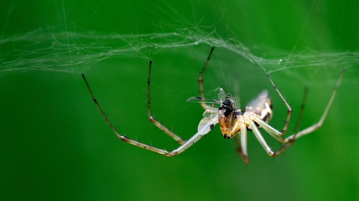 Pourquoi Les Hannetons Sortent Le Soir Saison d'amour chez les araignées. Au jardin, respectez leurs ébats!