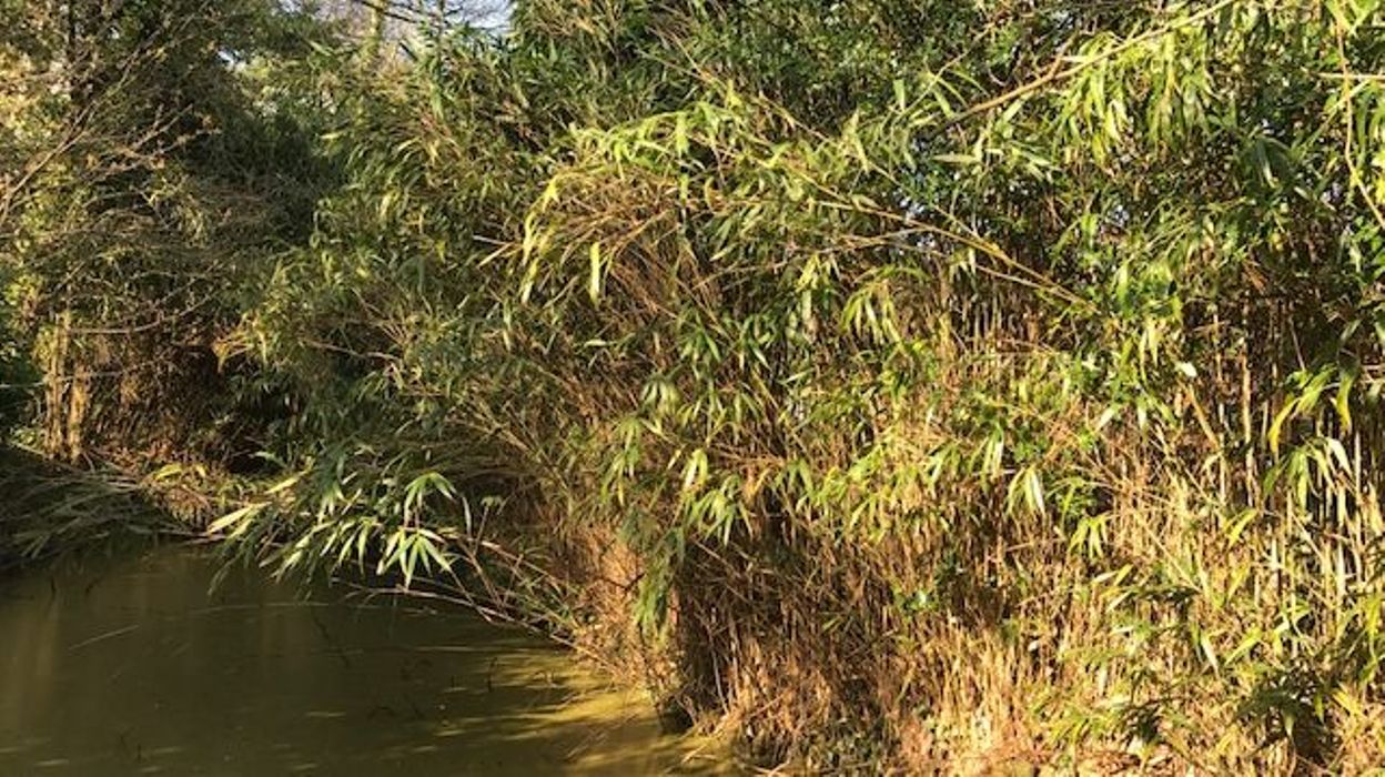 Faire Pousser Du Bambou Dans Son Jardin De Si Jolis Bambous Qui Sement La Zizanie Entre Voisins
