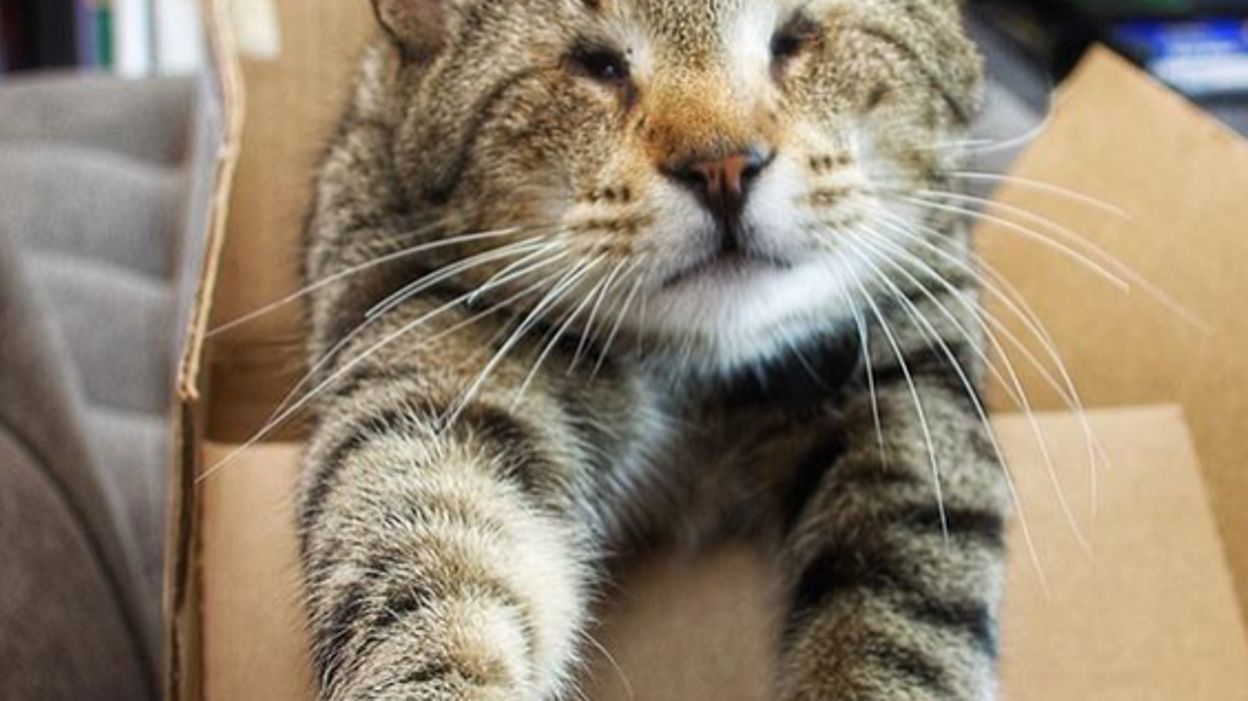 Cats Of Instagram Oskar The Blind Cat
