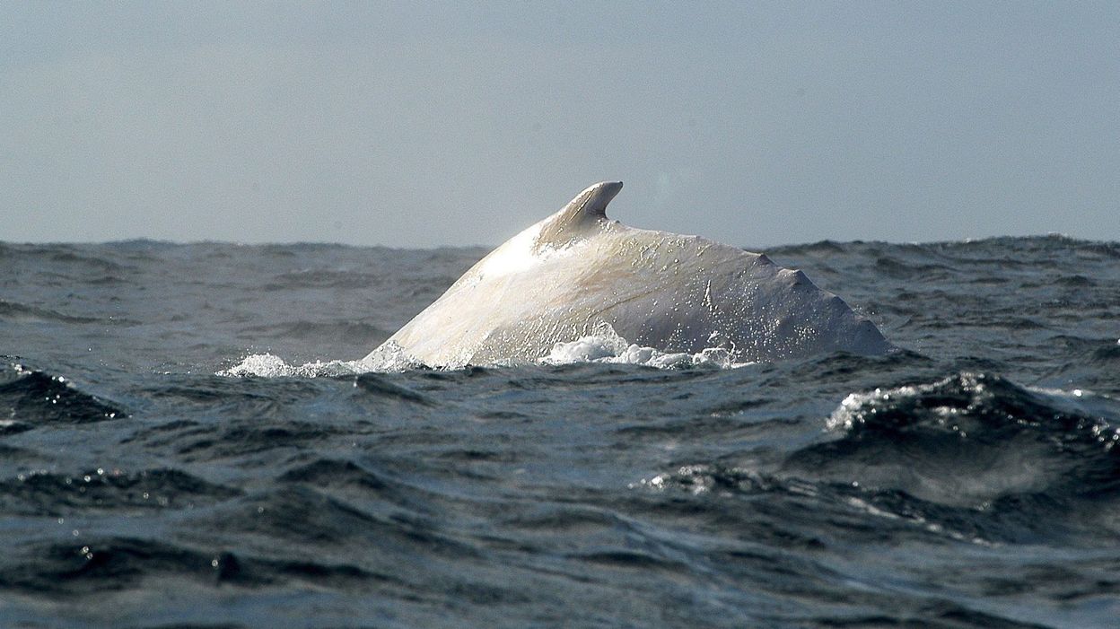 Apparition exceptionnelle d'une baleine blanche au large des côtes australiennes