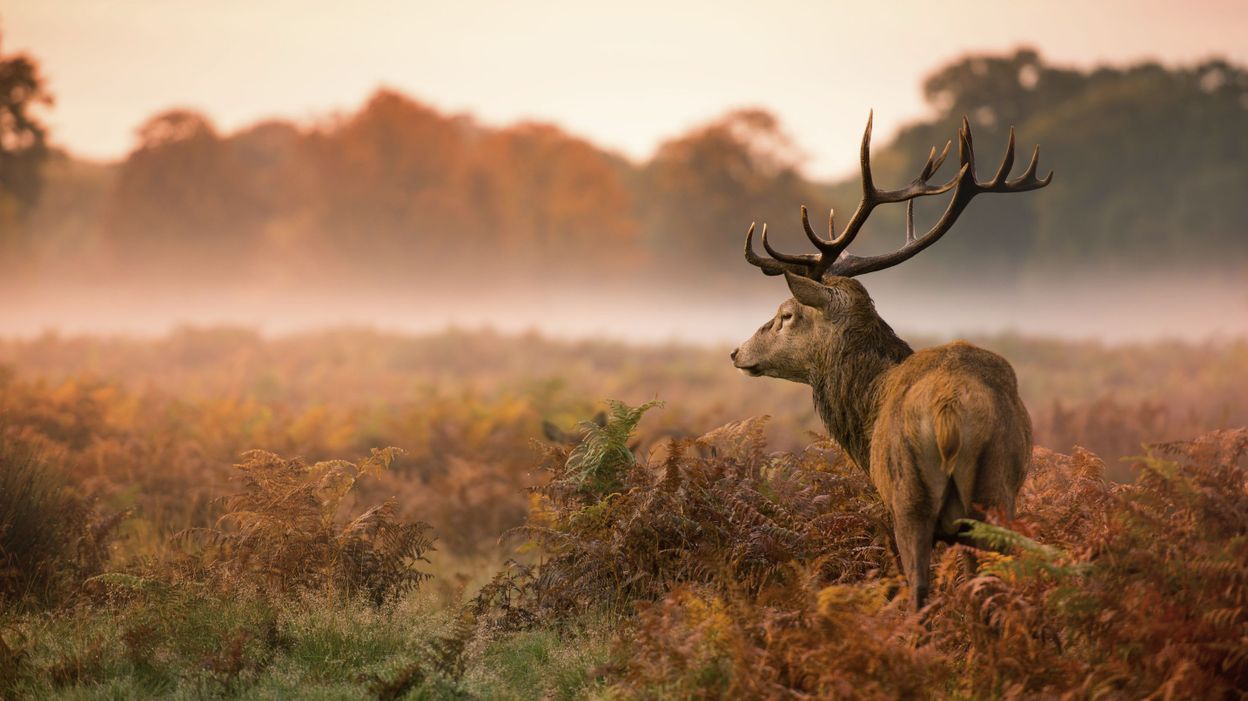 Où écouter le brame du cerf en Ardennes