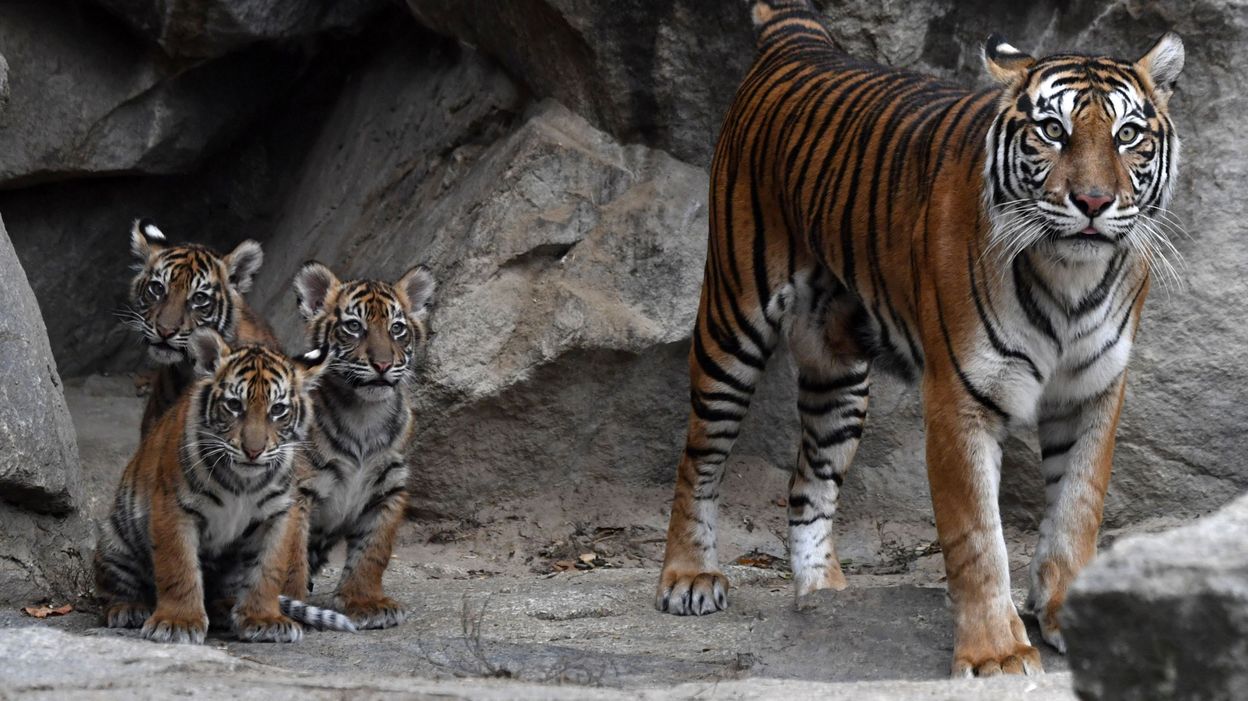 Un tigre  de  Sumatra  esp ce menac e retrouv  mort dans un 