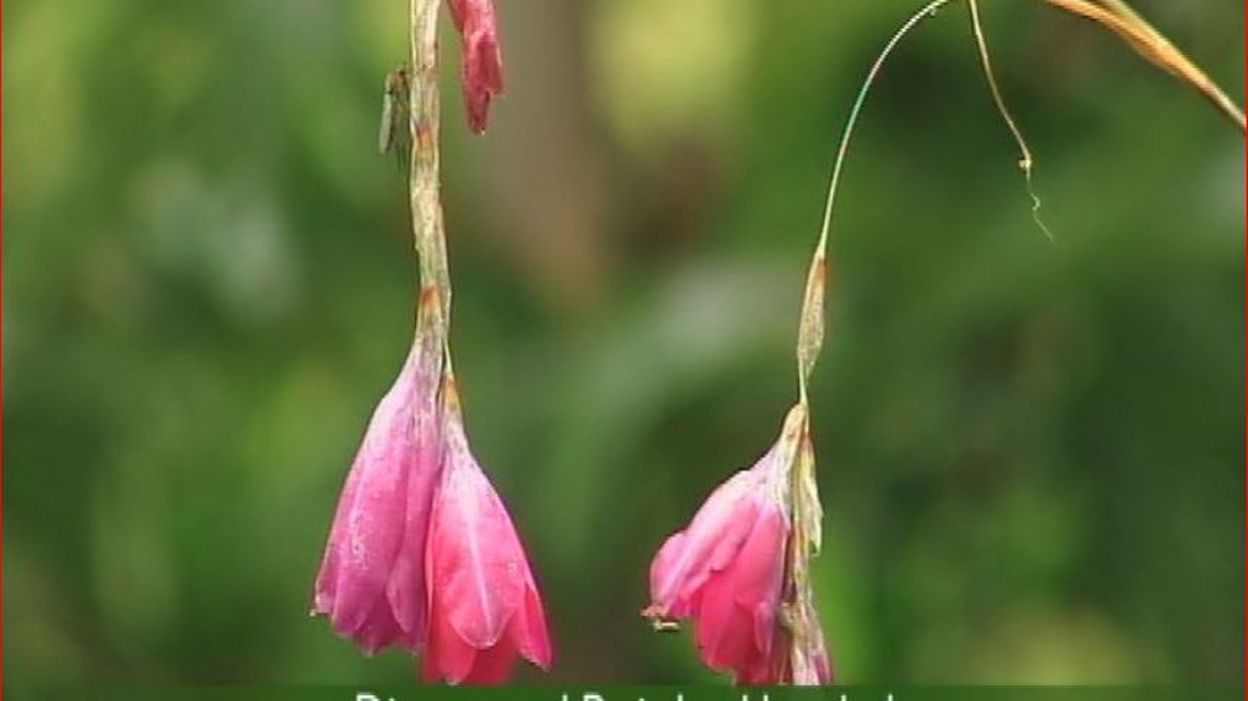 Francis Peeters Dierama pulcherrimum 'Painted Lady' (la Francis Peeters Dierama pulcherrimum 'Painted Lady' (la
