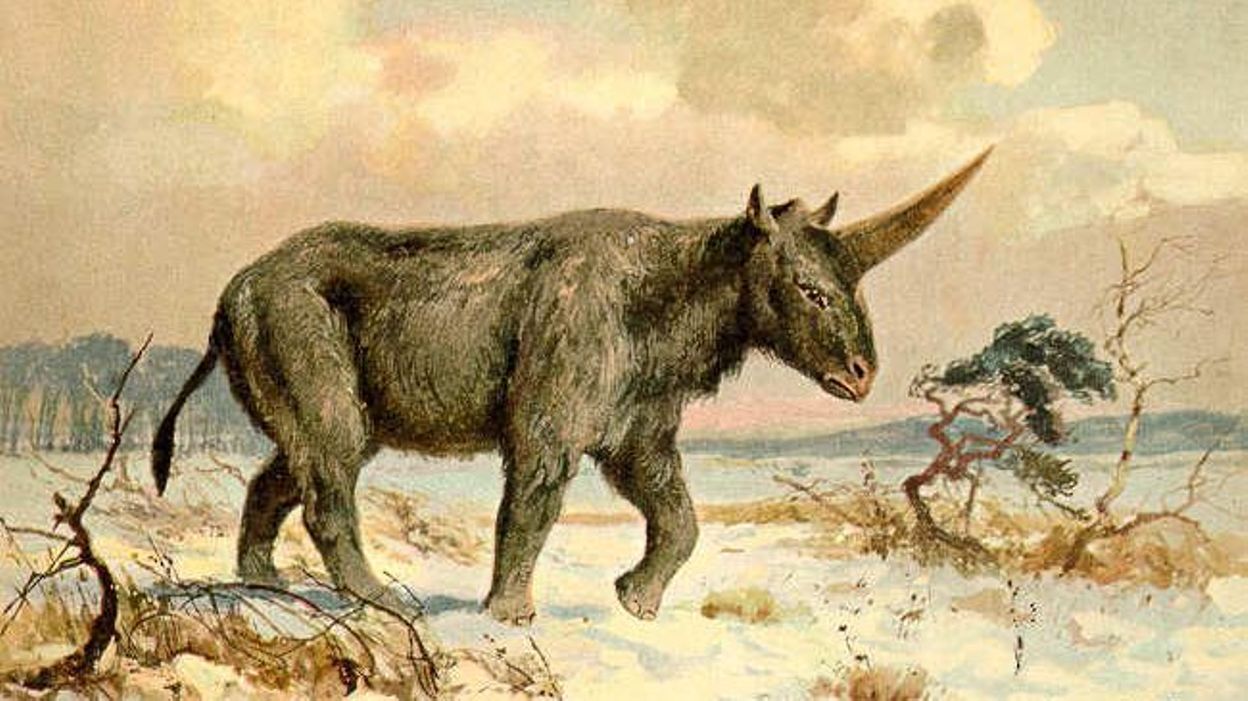 Pourquoi Les Hommes Préhistoriques Peignaient-ils Des Animaux