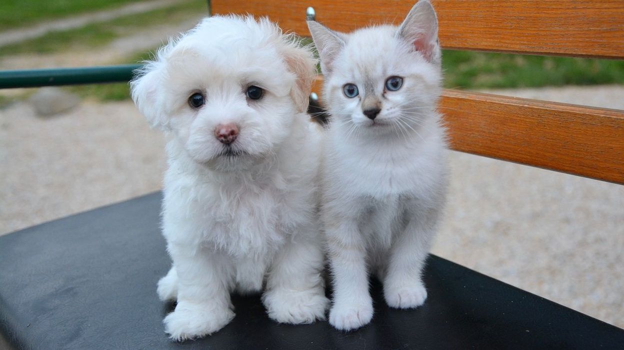 Chiens, chats et autres animaux de compagnie: qui contacter en Ligurie en cas de difficultés des propriétaires dues au coronavirus Chiens, chats et autres animaux de compagnie: qui contacter en Ligurie en cas de difficultés des propriétaires dues au coronavirus