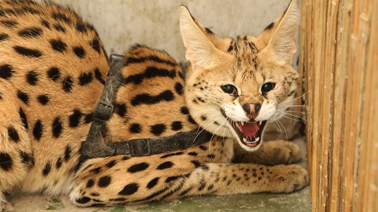 Un Felin D Afrique Saisi Lors D Une Perquisition A Schaerbeek