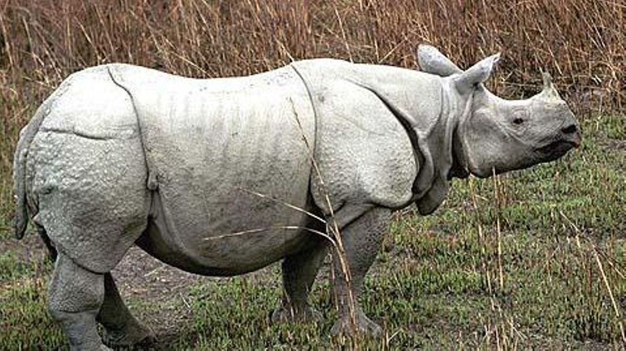 rhinoceros d