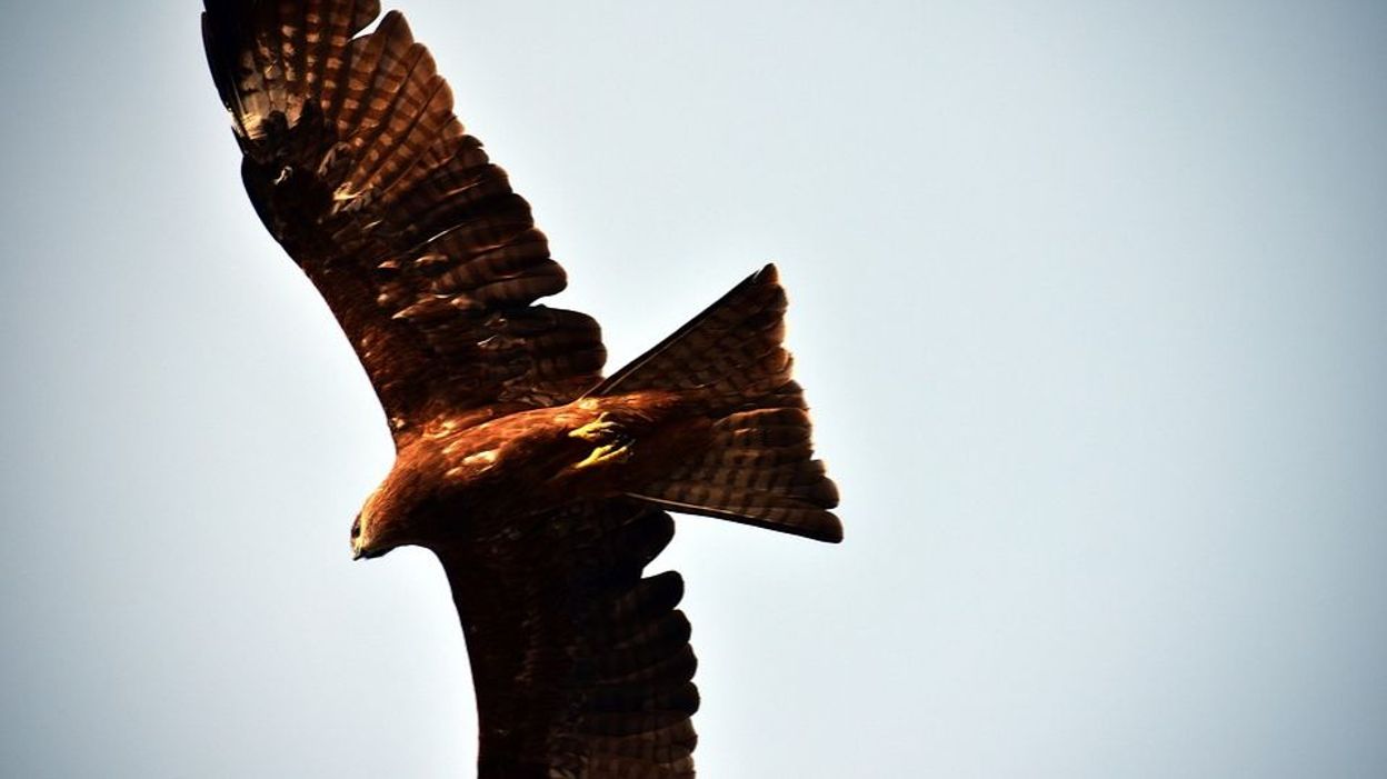 Laustralie En Proie à Des Oiseaux Pyromanes