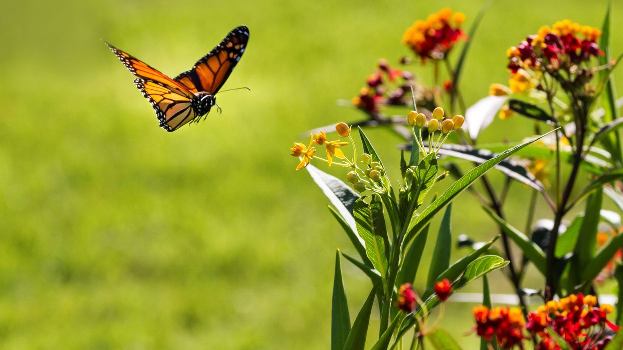Comment Les Papillons Se Reproduisent On sait enfin comment les papillons arrivent à voler