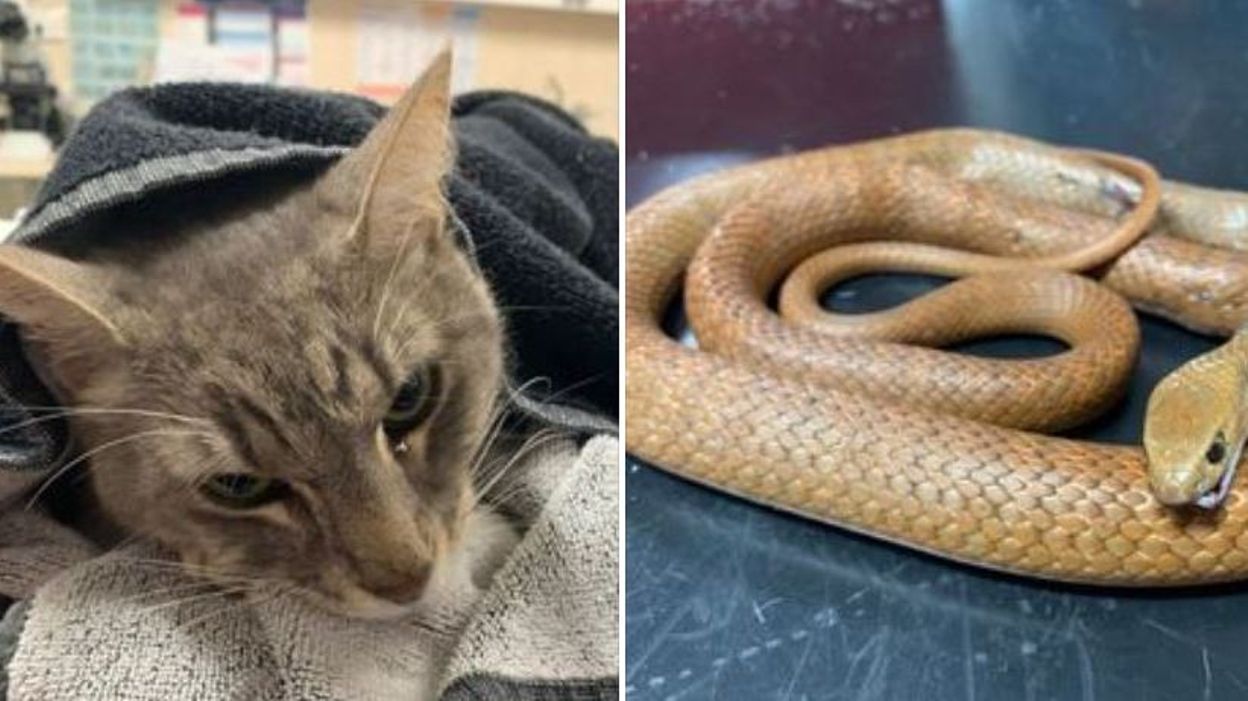 Un Chat Heroique Decede Apres Avoir Sauve Deux Enfants D Un Serpent Mortel