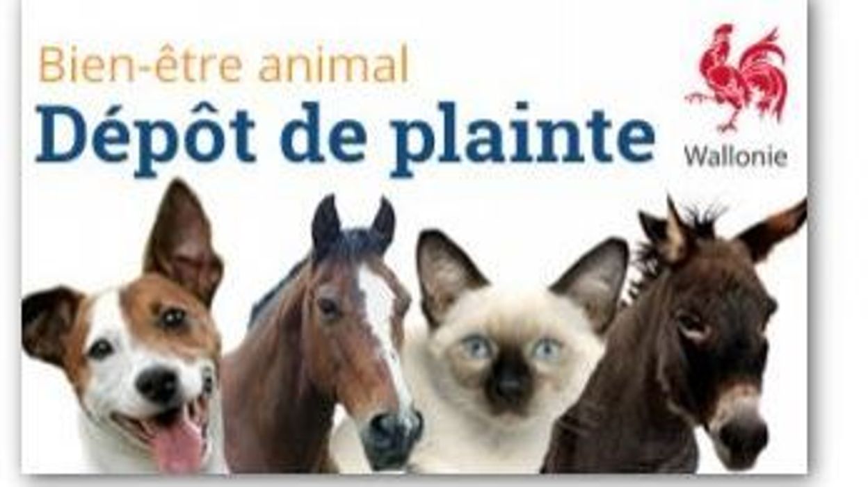https://ds1.static.rtbf.be/article/image/1248x702/9/f/4/fd4c8e59b8a7add298869bd9fef2417c-1470326540.jpg