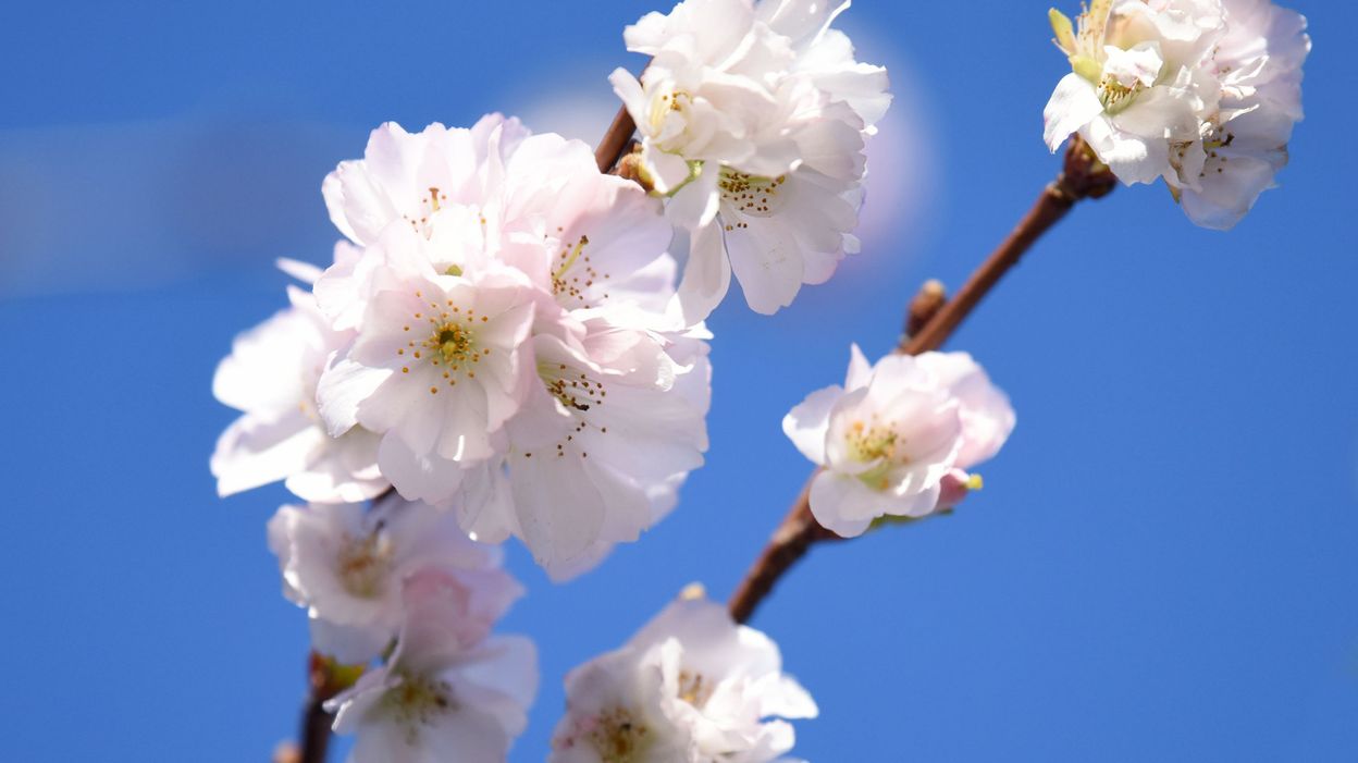 Après L'hiver Les Fleurs De Cerisiers Gratuit